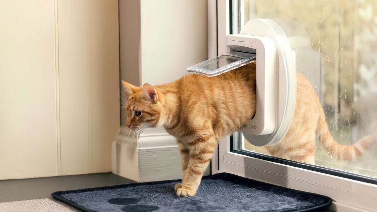 An orange tabby cat is partially exiting a cat door, with its front paws outside and its body still inside the house.