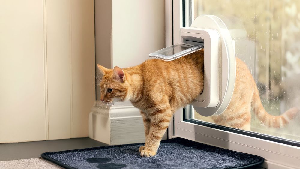 An orange tabby cat is partially exiting a cat door, with its front paws outside and its body still inside the house.