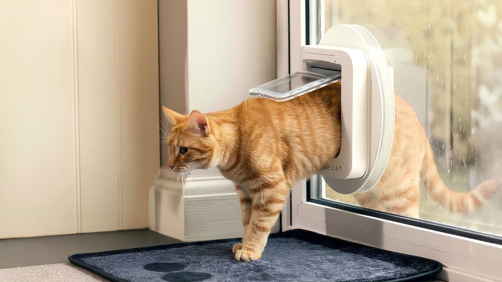 An orange tabby cat is partially exiting a cat door, with its front paws outside and its body still inside the house.