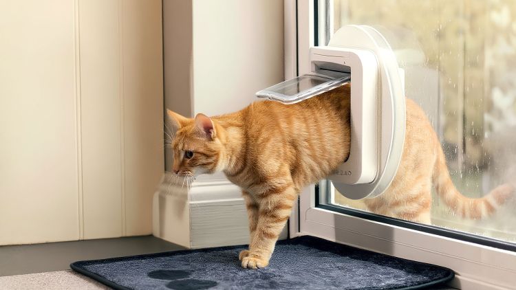 An orange tabby cat is partially exiting a cat door, with its front paws outside and its body still inside the house.